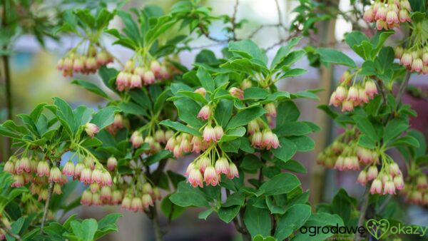 ENKIANT DZWONKOWATY Enkianthus campanulatus