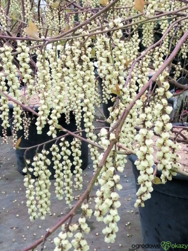 STACHIUREK CHIIŃSKI CELINA Stachyurus chinensis