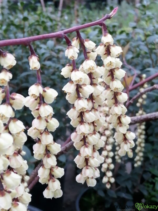 STACHIUREK CHIIŃSKI CELINA Stachyurus chinensis