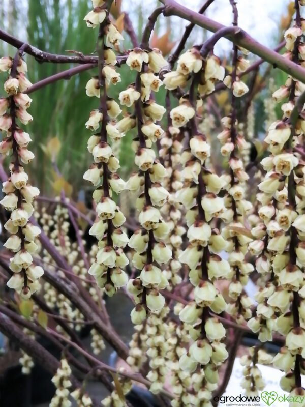 STACHIUREK CHIIŃSKI CELINA Stachyurus chinensis