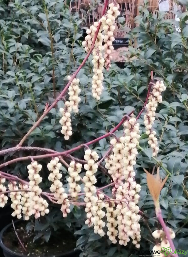 STACHIUREK CHIIŃSKI CELINA Stachyurus chinensis