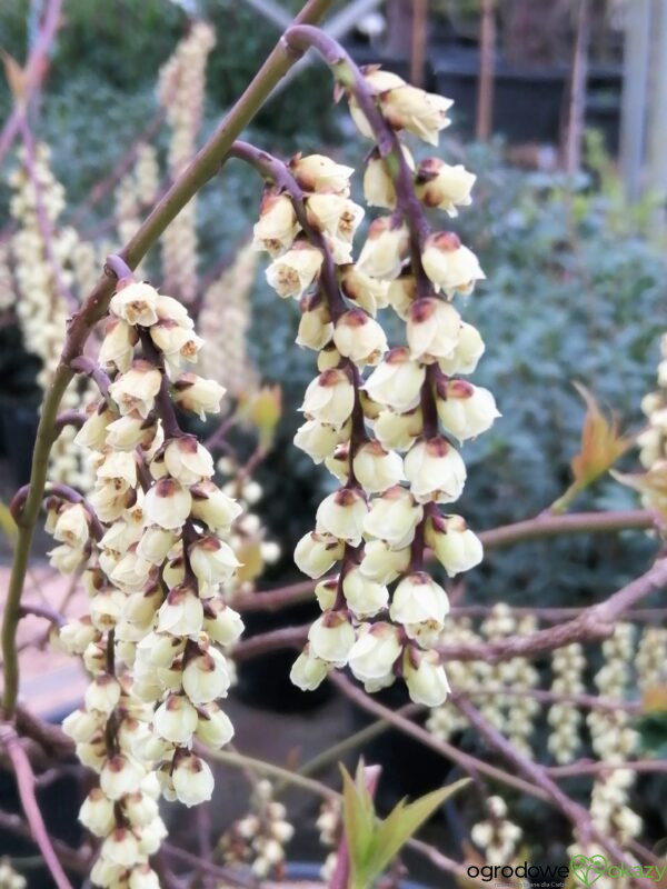 STACHIUREK CHIIŃSKI CELINA Stachyurus chinensis