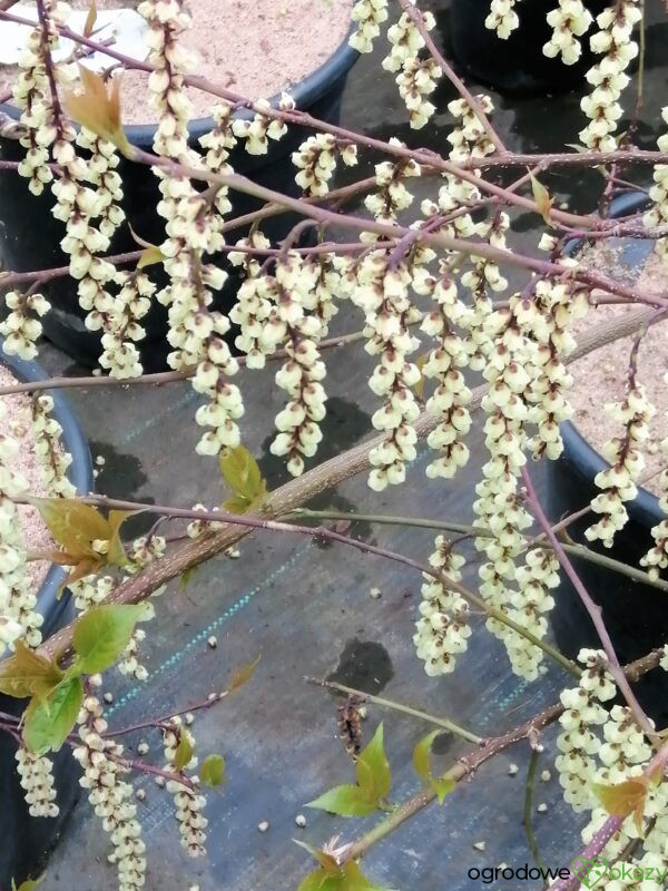 STACHIUREK CHIIŃSKI CELINA Stachyurus chinensis