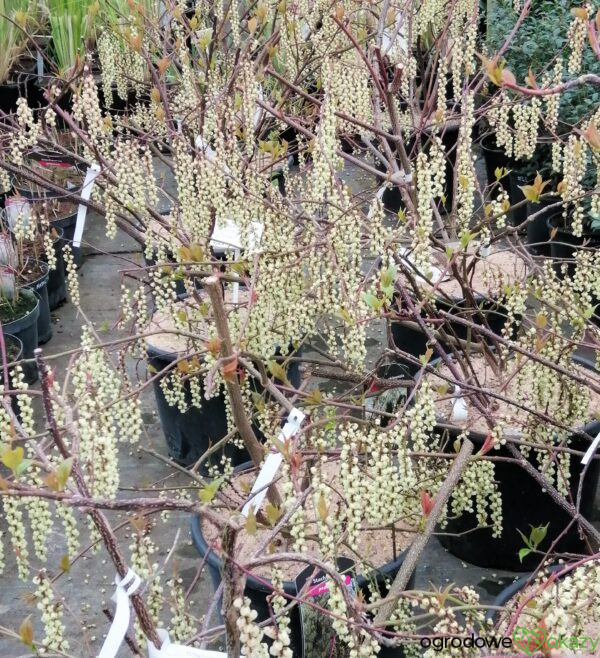 STACHIUREK CHIIŃSKI CELINA Stachyurus chinensis