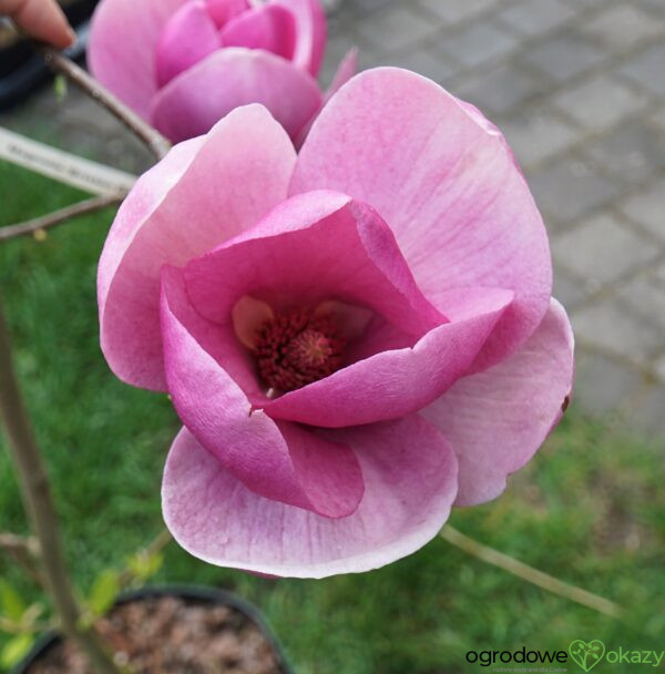 MAGNOLIA BRIXTON BELLE