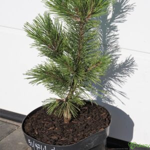 SOSNA GÓRSKA MISTY Pinus mugo