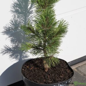 SOSNA GÓRSKA MISTY Pinus mugo