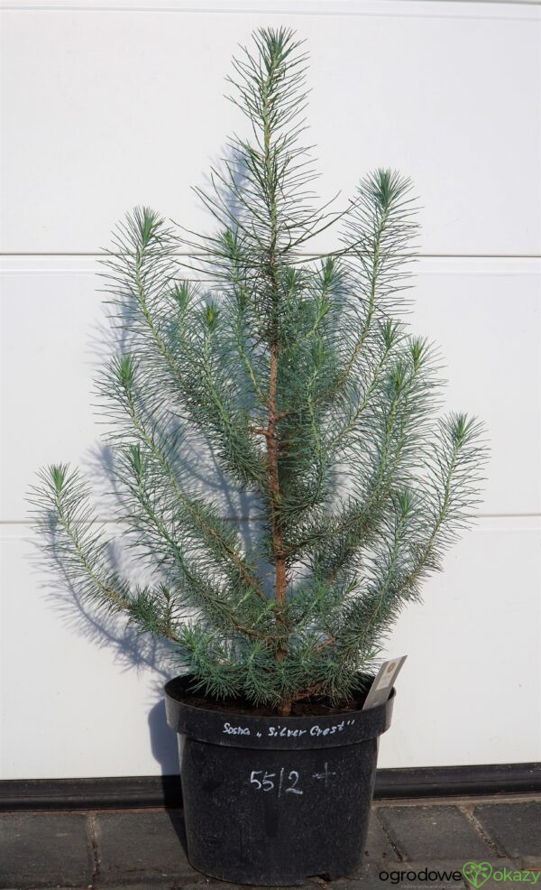 SOSNA PINIA SILVER CREST Pinus pinea