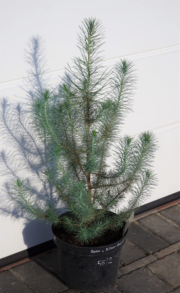 SOSNA PINIA SILVER CREST Pinus pinea