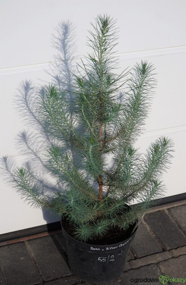 SOSNA PINIA SILVER CREST Pinus pinea