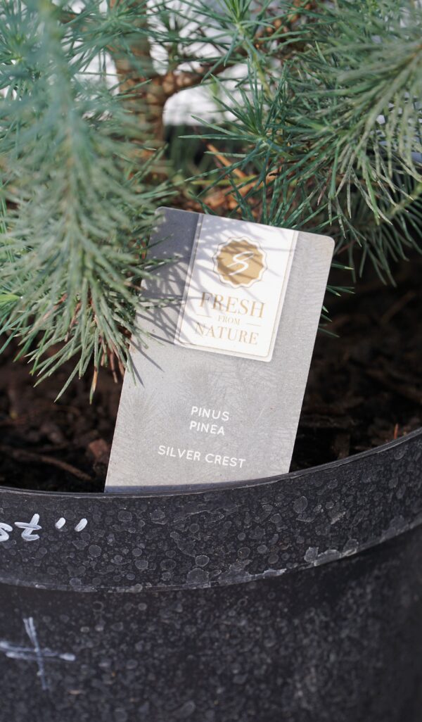 SOSNA PINIA SILVER CREST Pinus pinea