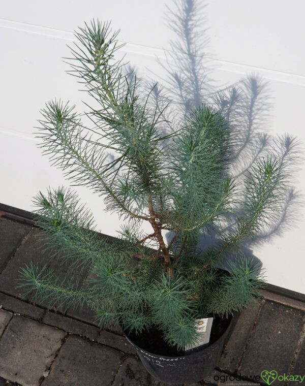 SOSNA PINIA SILVER CREST Pinus pinea