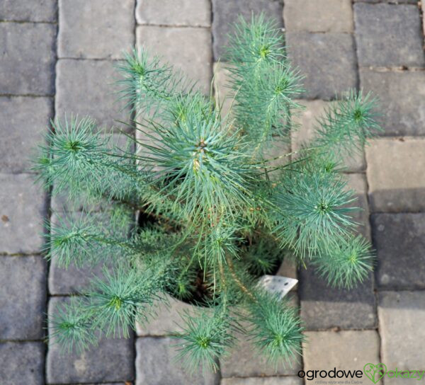 SOSNA PINIA SILVER CREST Pinus pinea