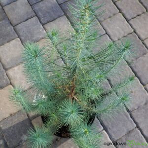 SOSNA PINIA SILVER CREST Pinus pinea