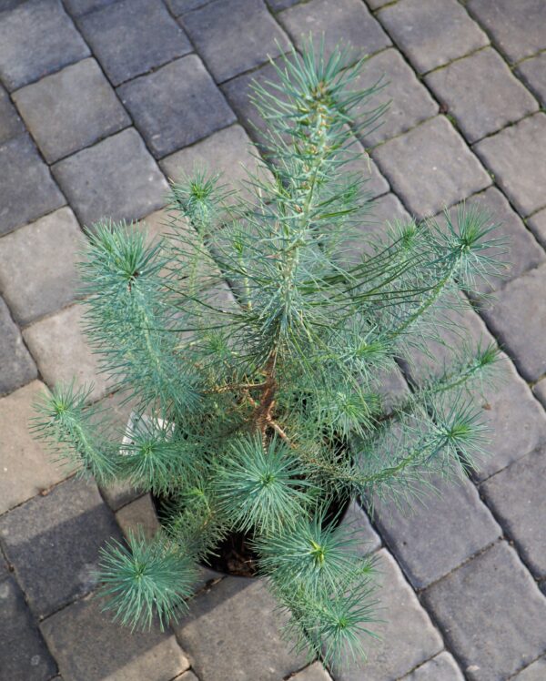 SOSNA PINIA SILVER CREST Pinus pinea