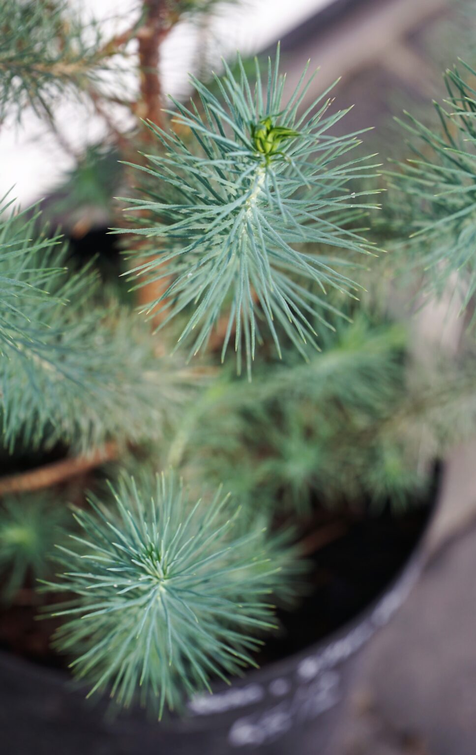 SOSNA PINIA SILVER CREST Pinus pinea