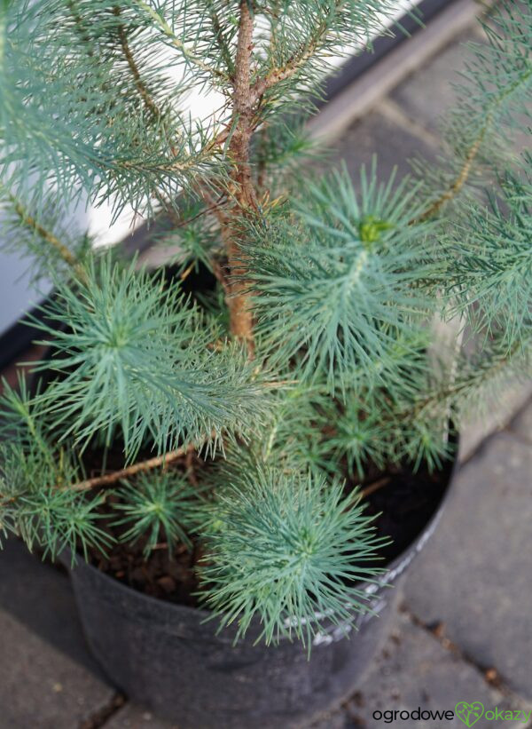 SOSNA PINIA SILVER CREST Pinus pinea