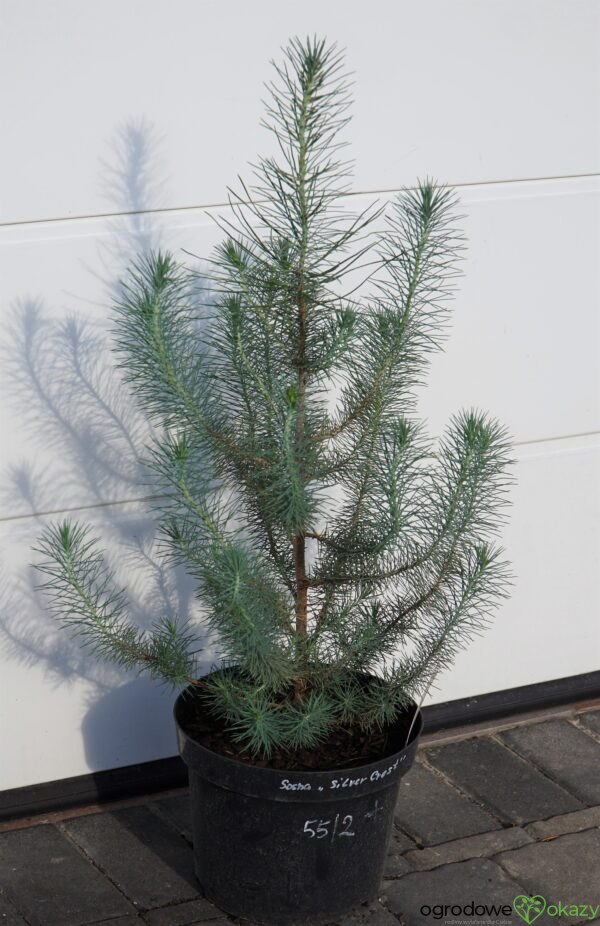 SOSNA PINIA SILVER CREST Pinus pinea