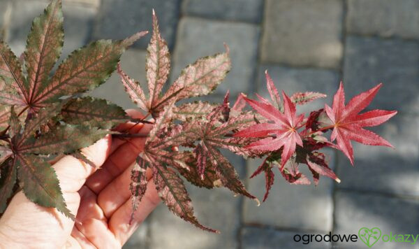 KLON PALMOWY AMAGI-SHIGURE Acer palmatum