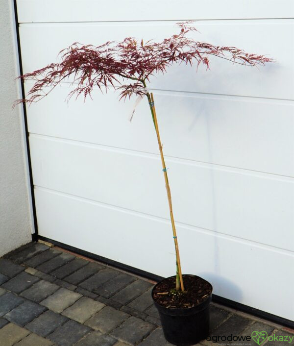 KLON PALMOWY DISSECTUM GARNET Acer palmatum