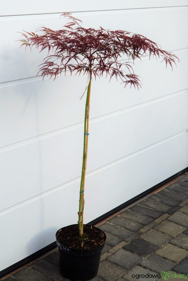 KLON PALMOWY DISSECTUM GARNET Acer palmatum