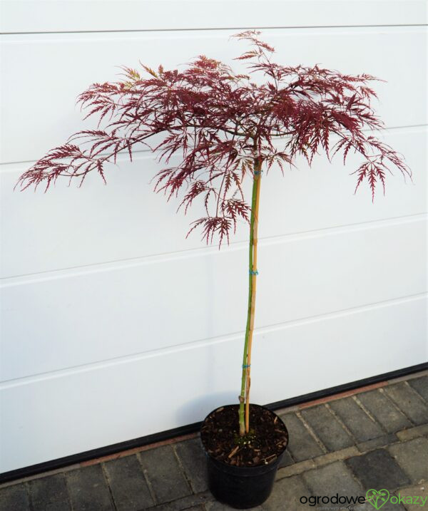 KLON PALMOWY DISSECTUM GARNET Acer palmatum