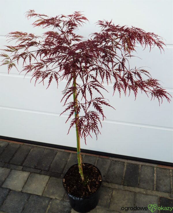 KLON PALMOWY DISSECTUM GARNET Acer palmatum