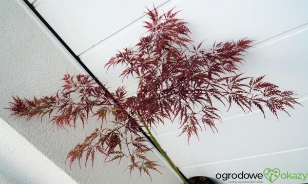 KLON PALMOWY DISSECTUM GARNET Acer palmatum