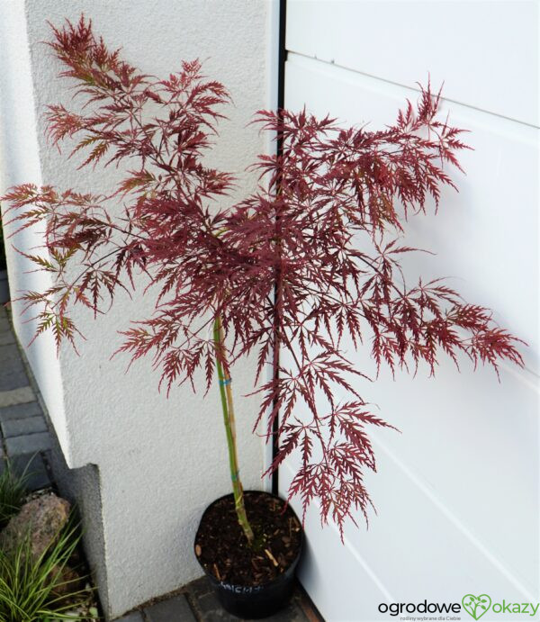 KLON PALMOWY DISSECTUM GARNET Acer palmatum