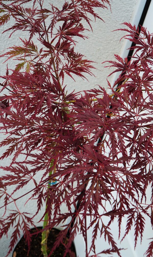 KLON PALMOWY DISSECTUM GARNET Acer palmatum