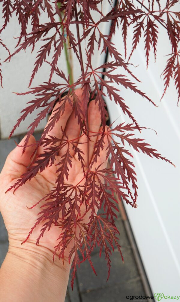 KLON PALMOWY DISSECTUM GARNET Acer palmatum