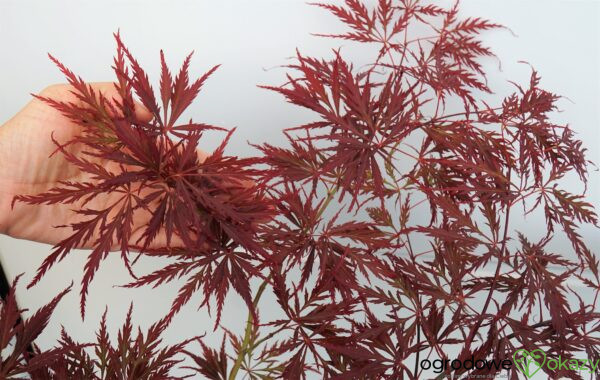 KLON PALMOWY DISSECTUM GARNET Acer palmatum