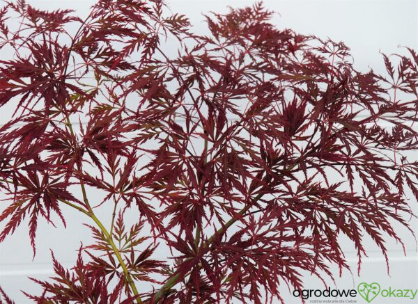 KLON PALMOWY DISSECTUM GARNET Acer palmatum