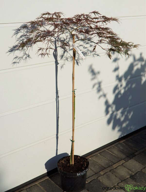 KLON PALMOWY DISSECTUM GARNET Acer palmatum