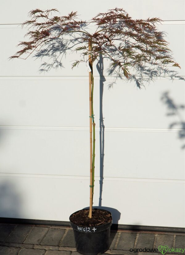 KLON PALMOWY DISSECTUM GARNET Acer palmatum