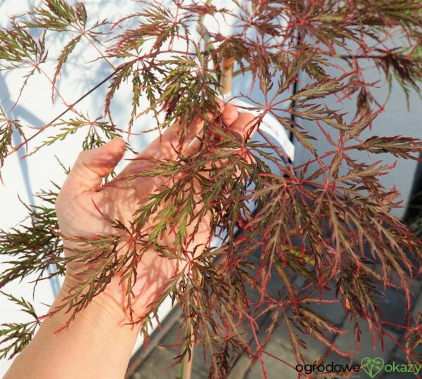 KLON PALMOWY DISSECTUM GARNET Acer palmatum