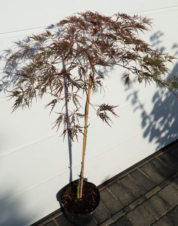 KLON PALMOWY DISSECTUM GARNET Acer palmatum