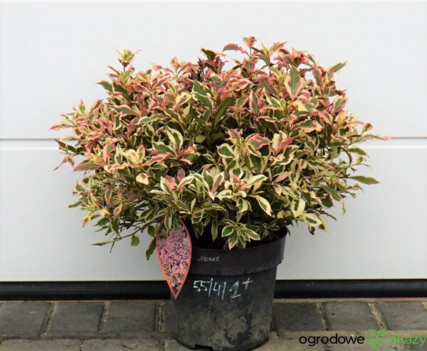 KRZEWUSZKA CUDOWNA MONET 'VERWEIG' PBR Weigela florida