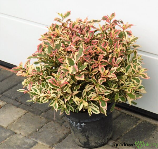 KRZEWUSZKA CUDOWNA MONET 'VERWEIG' PBR Weigela florida