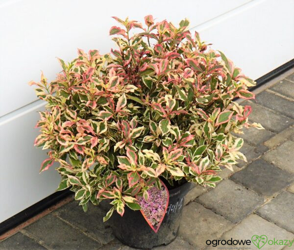 KRZEWUSZKA CUDOWNA MONET 'VERWEIG' PBR Weigela florida