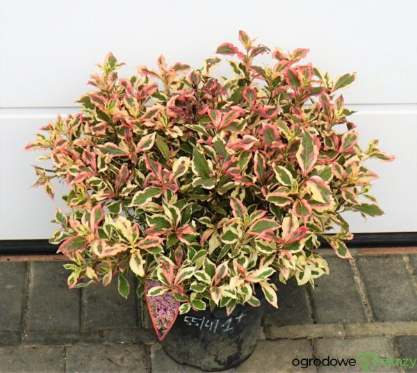 KRZEWUSZKA CUDOWNA MONET 'VERWEIG' PBR Weigela florida