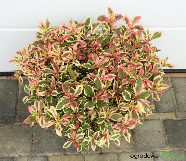 KRZEWUSZKA CUDOWNA MONET 'VERWEIG' PBR Weigela florida