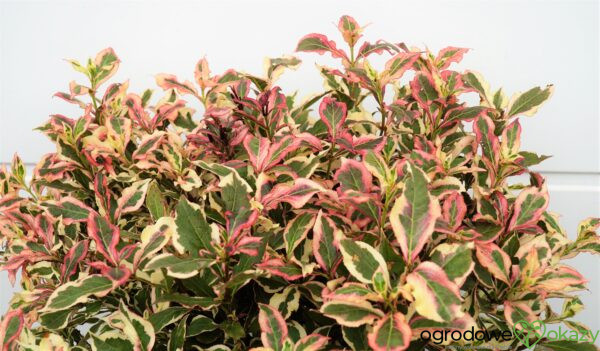 KRZEWUSZKA CUDOWNA MONET 'VERWEIG' PBR Weigela florida