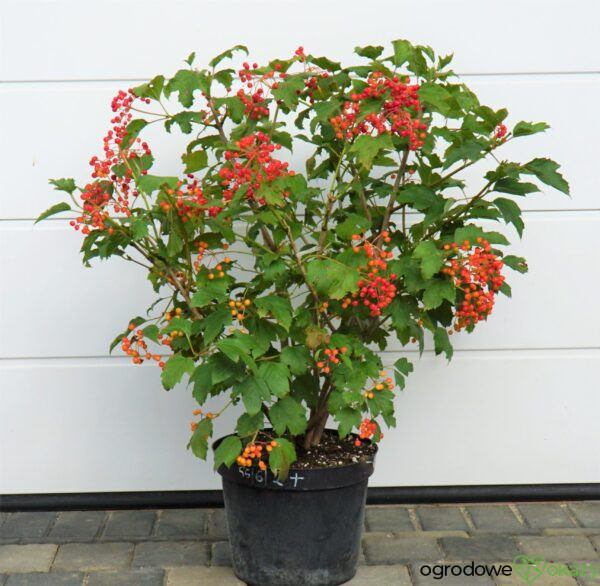 KALINA KORALOWA COMPACTUM Viburnum opulus