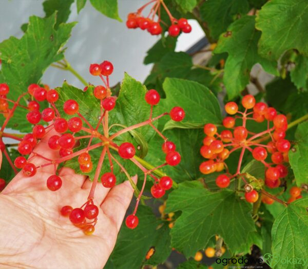 KALINA KORALOWA COMPACTUM Viburnum opulus