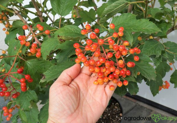 KALINA KORALOWA COMPACTUM Viburnum opulus