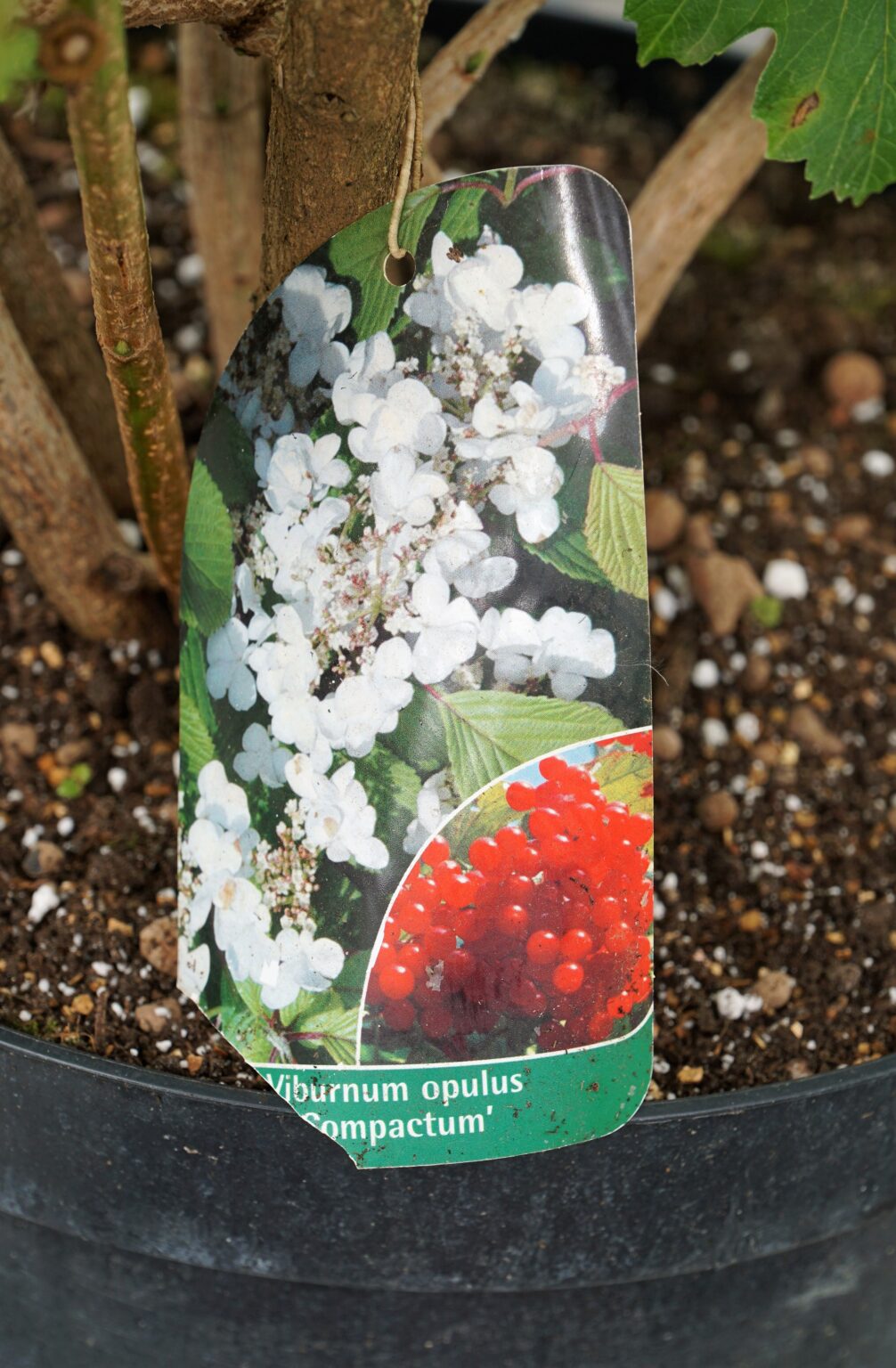 KALINA KORALOWA COMPACTUM Viburnum opulus OgrodowyOkazy.pl