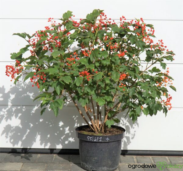 KALINA KORALOWA COMPACTUM Viburnum opulus