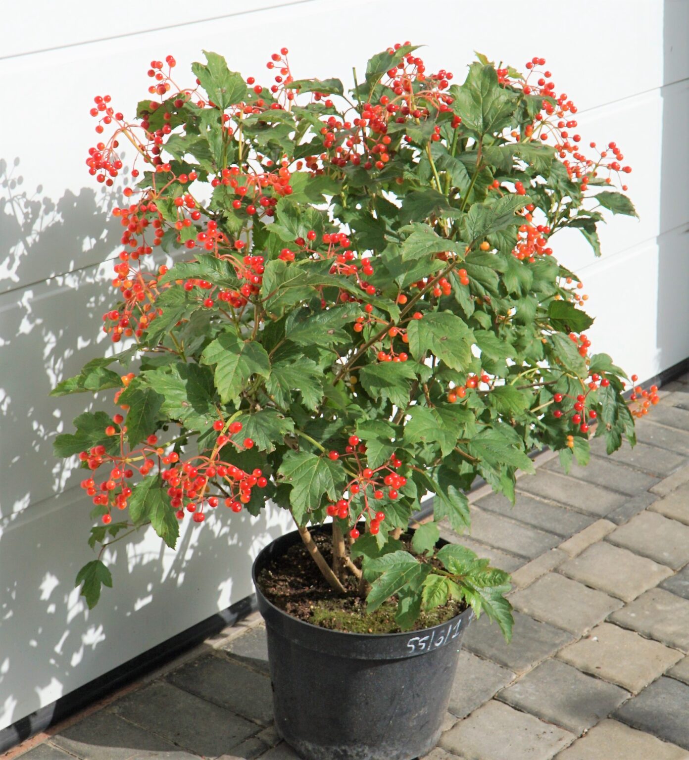KALINA KORALOWA COMPACTUM Viburnum opulus OgrodowyOkazy.pl