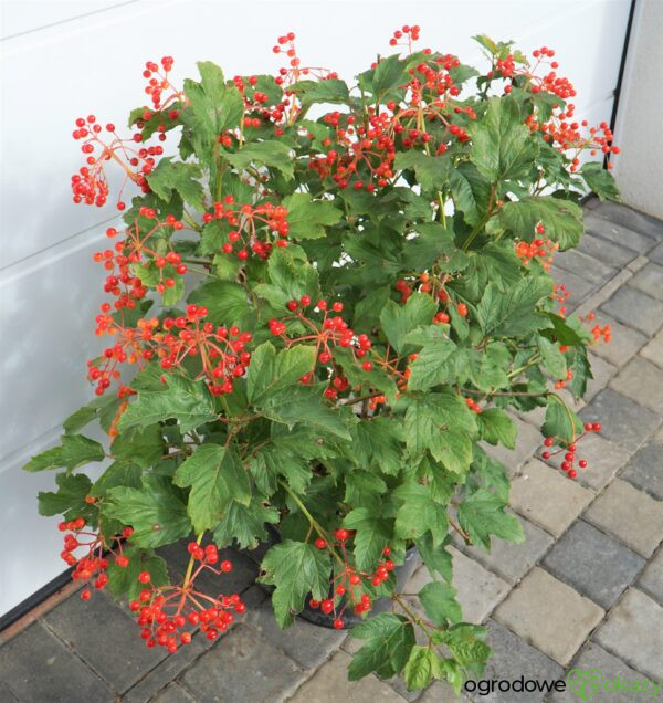 KALINA KORALOWA COMPACTUM Viburnum opulus